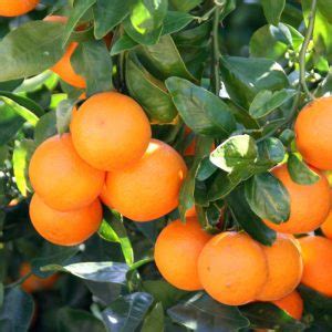 Tangerine Tree - VerdeGo