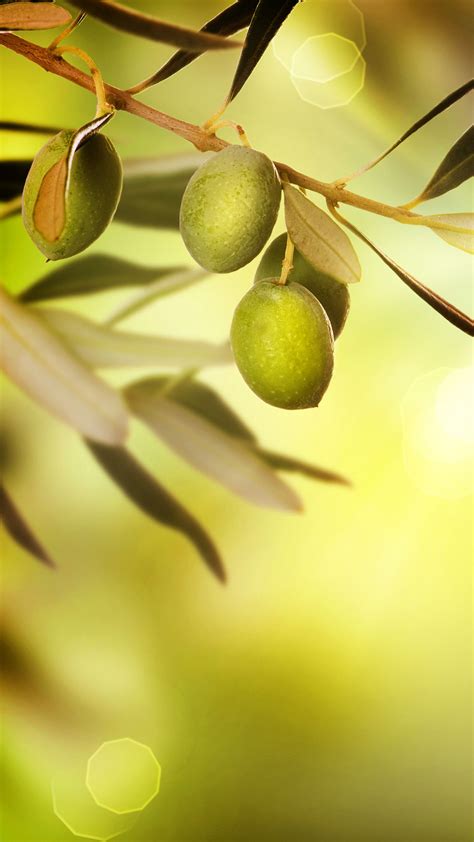 Olive Tree Wallpapers - Wallpaper Cave