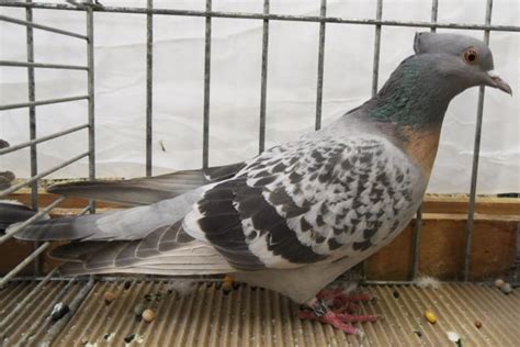 Berne Lark Pigeons ( Berner Lerche ) | Pigeontype