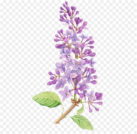 Lavender Flower Drawing at GetDrawings | Free download