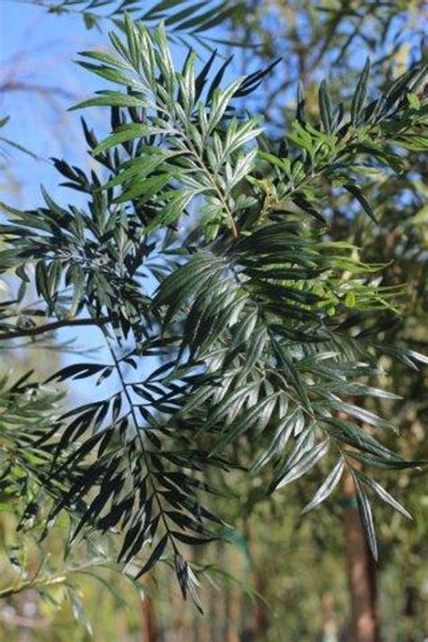 Grevillea robusta - Devil Mountain Wholesale Nursery