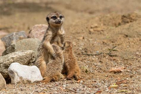 Meerkat feeding its cubs stock image. Image of eats - 169332797