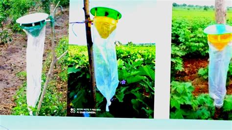 Funnel insect pheromones Traps Using For Mirchi and Flowers plants. # ...