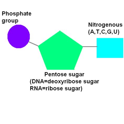 Structure of a Nucleotide Tutorial | Sophia Learning