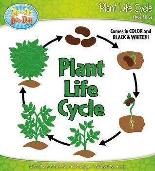 facts about plant life cycle - Clip Art Library