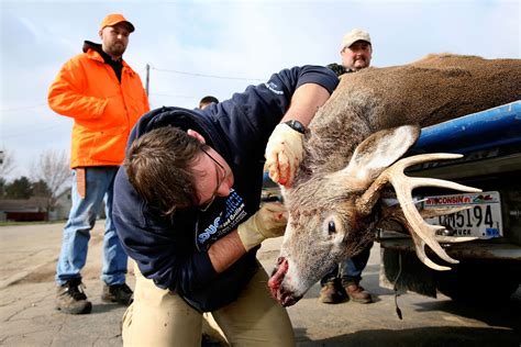 Zombie Deer Disease: Everything You Need to Know - Newsweek