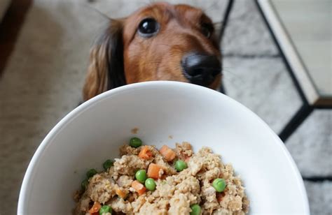 How To Get Any Dog To Stop Barking & Listen | Dog food recipes, Grain ...