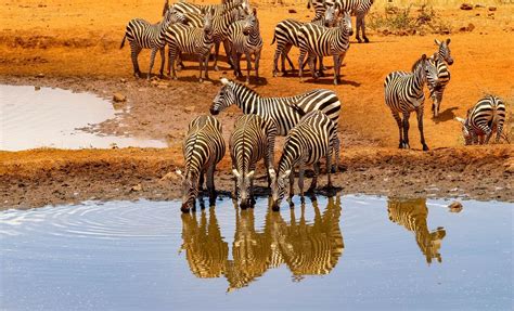 Parque Nacional de Amboseli, un safari al sur de Kenia — Mi Viaje