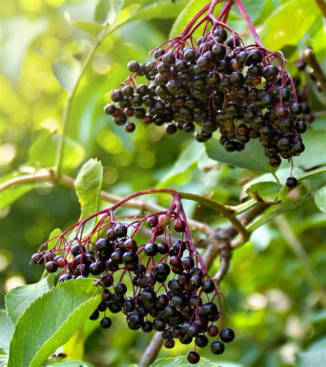 12 Health Benefits Of Elderberry, Uses, Dosage, And Recipes