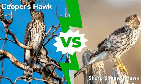 Cooper’s Hawk vs Sharp Shinned Hawk: 5 Differences - A-Z Animals