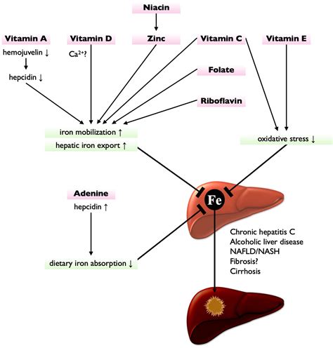 Dietary Iron Overload