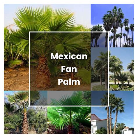 How to Grow Mexican Fan Palm - Plant Care & Tips | NorwichGardener