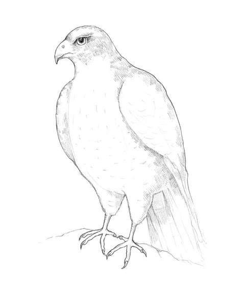 How To Draw A Falcon Step By Step Easy The images above represents how ...