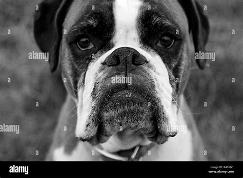 Cara perro boxer blanco y negro fotografías e imágenes de alta ...