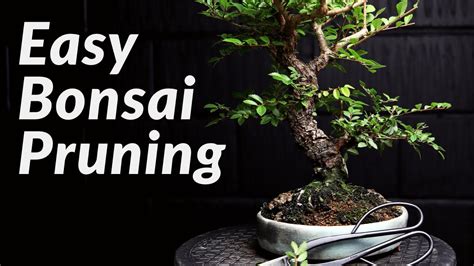 FAST & EASY Pruning Bonsai Trees for Beginners - How to Prune a Chinese Elm Bonsai Tree - YouTube