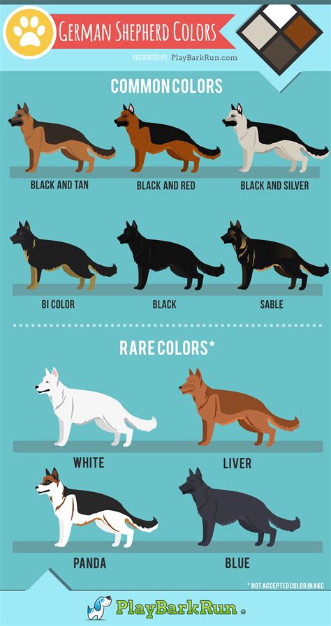 11 German Shepherd Colors (And Coat Care) - PlayBarkRun