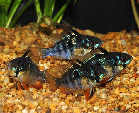 Ram - German Black (With images) | Fish tank, Discus fish