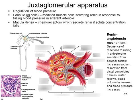 Juxtaglomerular apparatus Diagram | Quizlet