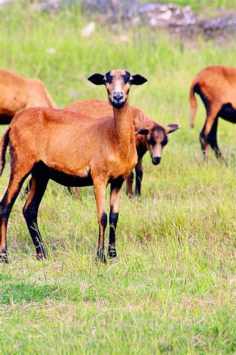 Barbados ~ Blackbelly Sheep. | As seen by HGittens | Boer goats, Sheep ...