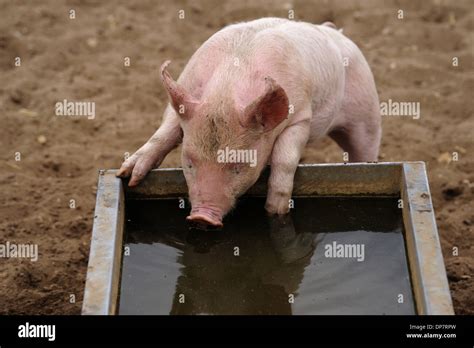 Domestic Pig, piglet, drinking from water trough in field on commercial ...