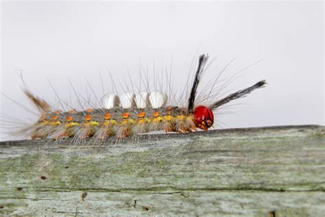 Tussock Moth | Forest and Garden Pests | Killroy Pest Control