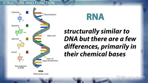 Genetic Material: Definition, Structure & Function - Video & Lesson Transcript | Study.com