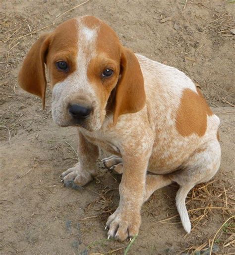 red tick coonhound | American English Coonhound / Redtick Coonhound | Coon hunting | Red Tick ...