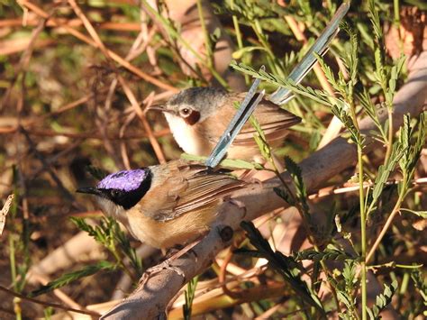 Purple-crowned Fairy-wren (Malurus coronatus)