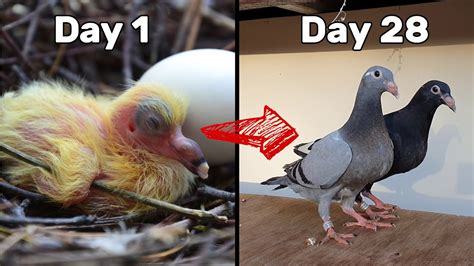 Baby Pigeons Growing | Four Weeks Day by Day - YouTube