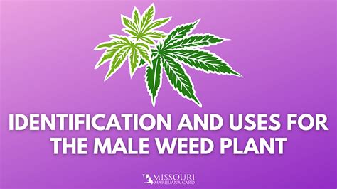 Identification and Uses for the Male Weed Plant