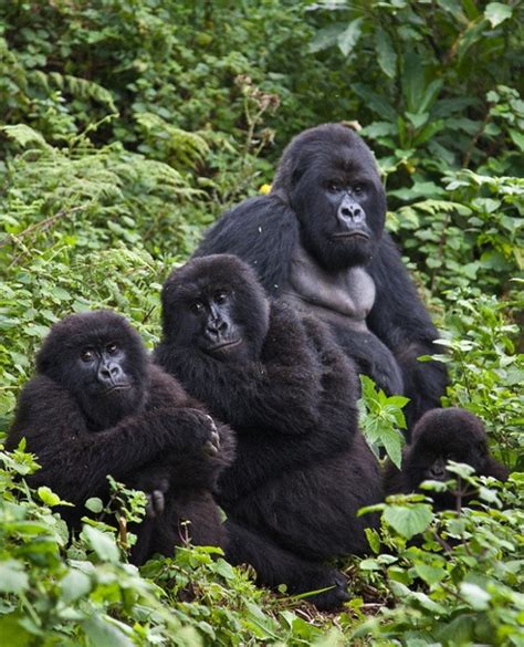 Gorilla Family | Animals | Pinterest