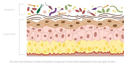 Skin Microbiome: The World Of Good Bacteria And Skin Health