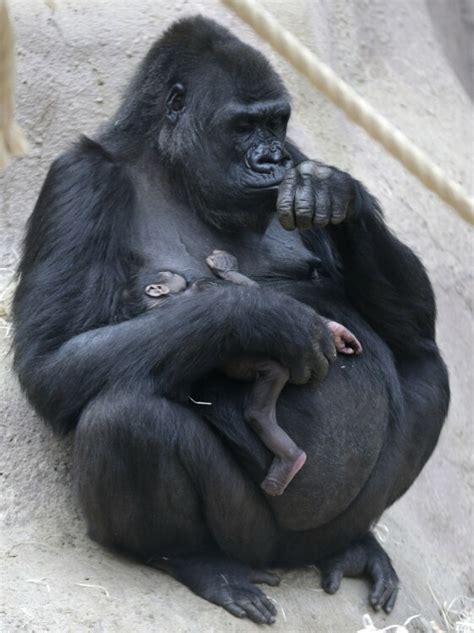 Zoo finds out gorilla is pregnant -- after the baby is born | Mashable