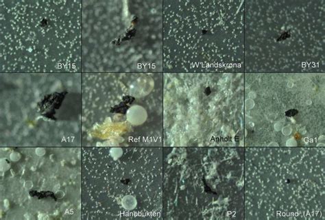 Picture of black particles in water samples from the Baltic Sea and... | Download Scientific Diagram