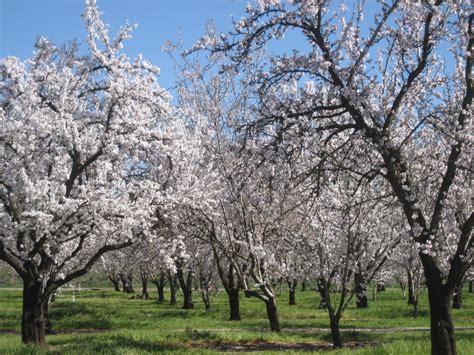 Almond Bloom in California 2025 - Rove.me