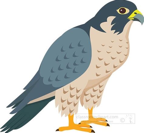 Bird Clipart-peregrine falcon bird of prey clipart