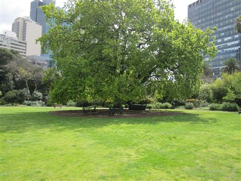 Parliament House Gardens | Photo 1 : The big Oak tree The oa… | Flickr