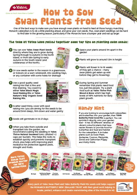 How to Plant Swan Plants from Seed - Canterbury Horticultural Society