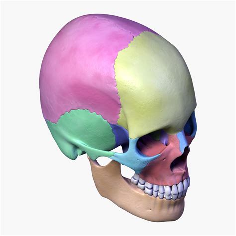 3d model human skull separated bones anatomy