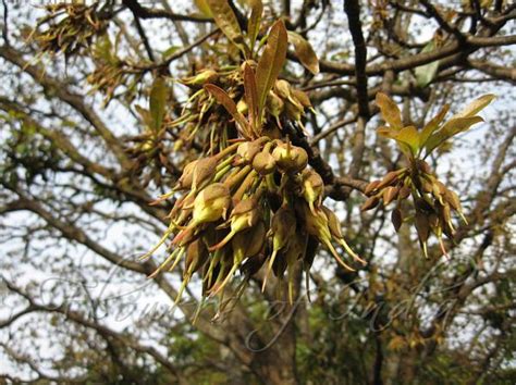 Madhuca longifolia var. latifolia - Mahua