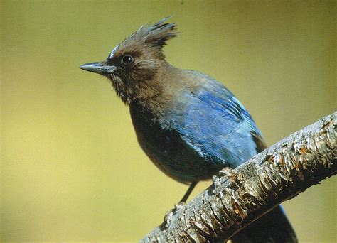 Stellar jay. Photo credit: Gary Kramer | Bird feathers, Animals, Photo