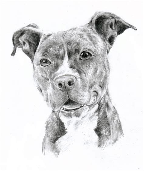 Pitbull by oOChErRyThEbErRyOo on DeviantArt | Pitbull art, Pitbull drawing, Dog drawing