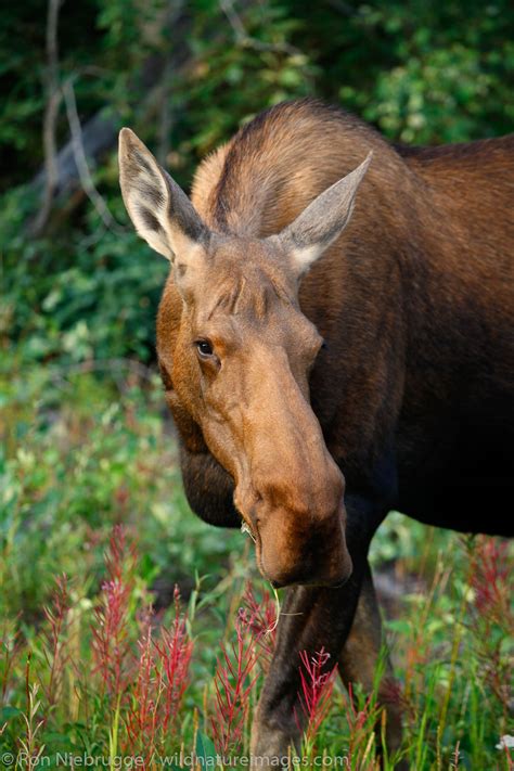 Moose | Denali National Park, Alaska. | Ron Niebrugge Photography