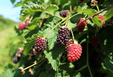 How to Grow Boysenberries Plant in Your Garden