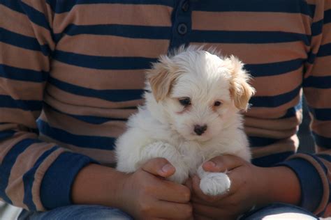 2 Mini Pomeranian X Maltese MALE Puppies For Sale