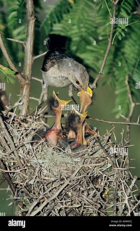 Northern Mockingbird Mimus polyglottos adult at nest feeding young ...