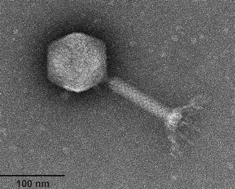 Bacteriophage Virus Electron Microscope