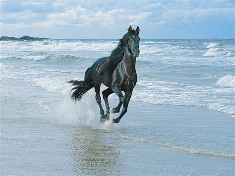 Black Horse Hd Wallpapers - Black Horse Running On The Beach (#1892162 ...