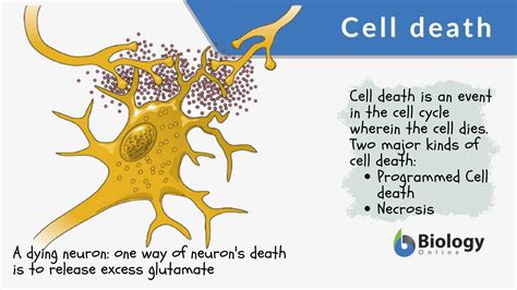 Cell death Definition and Examples - Biology Online Dictionary