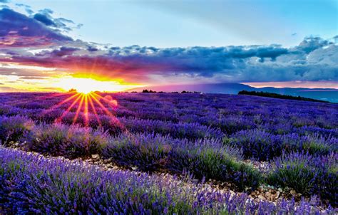 🔥 Download Wallpaper Field Sunrise Dawn France Lavender Provence by ...